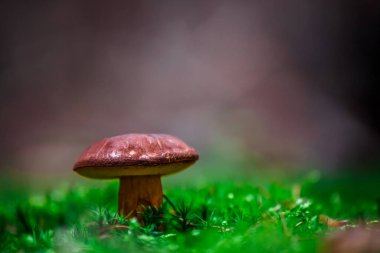 Detail of Boletus in moss.