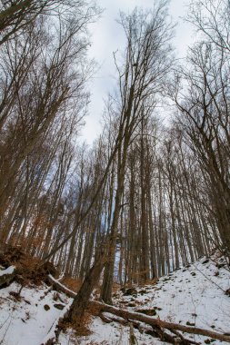 Bottom view on trees and sky.