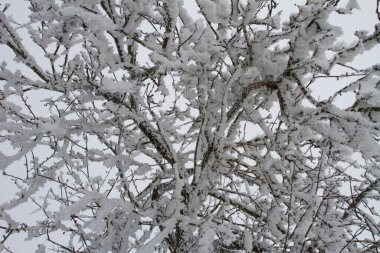 Hoarfrost kış aylarında dalları üzerinde