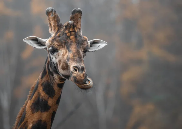 Photo Northern Giraffe — Stok fotoğraf