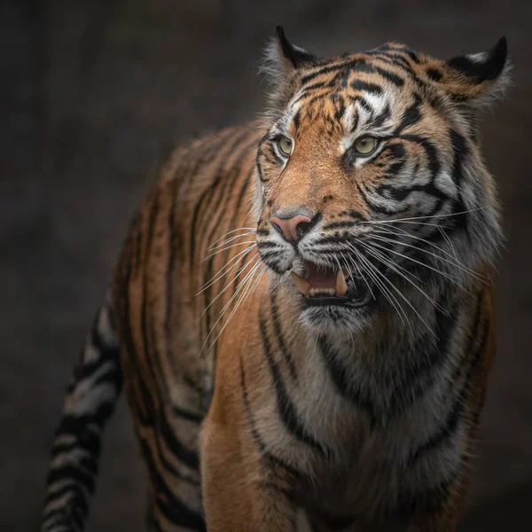 Photo Sumatran Tiger — Fotografia de Stock