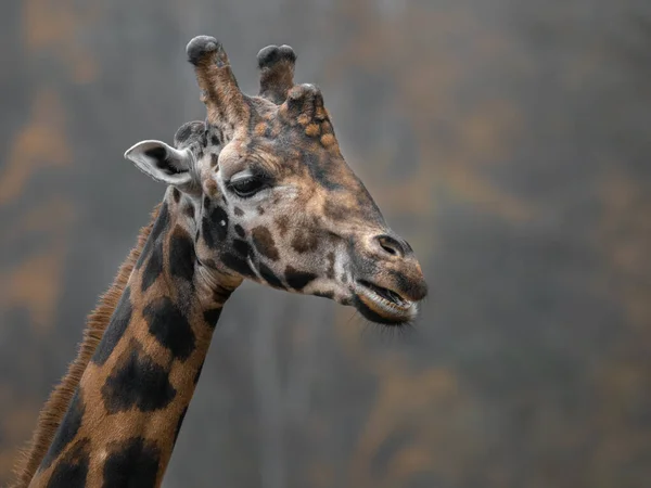 Foto Uma Girafa Norte — Fotografia de Stock