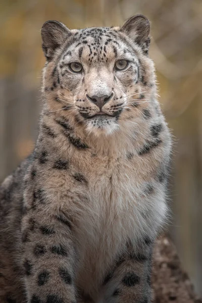 Photo Snow Leopard Irbis — 스톡 사진