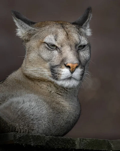 Foto Van Een Cougar Puma Concolor — Stockfoto