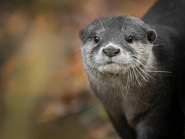 Photo Asian Small Clawed Otter — Stock Photo, Image