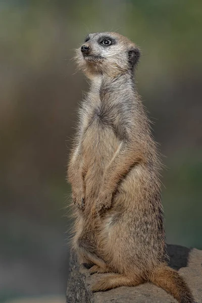 Meerkatの写真 — ストック写真