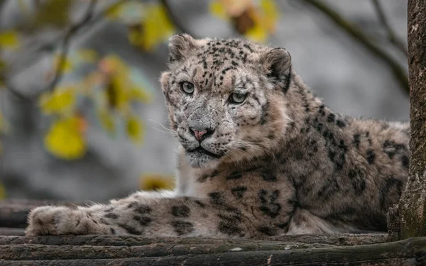 Snow Leopard Irbis Zoo — Stok fotoğraf