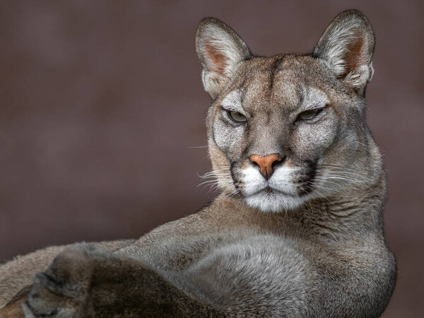 Cougar (Puma concolor) in zoo