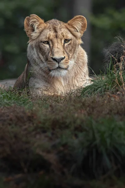Panthera Leo Melanochaita Zoo —  Fotos de Stock