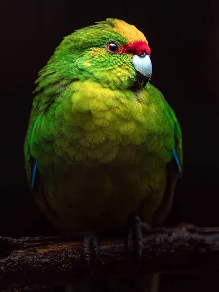 Yellow Crowned Parakeet Zoo — Stockfoto