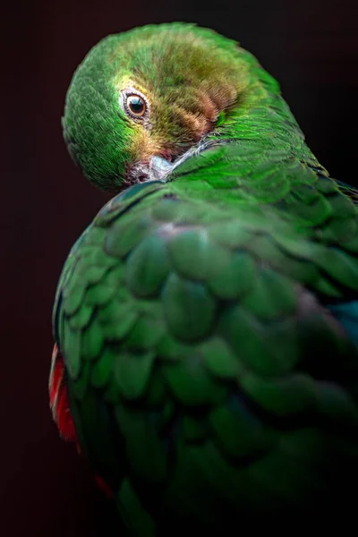 Australian King Parrot Zoo — Stockfoto