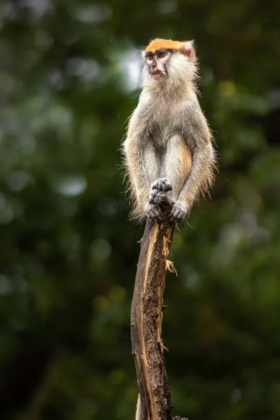 Vörös Guenon Állatkertben — Stock Fotó