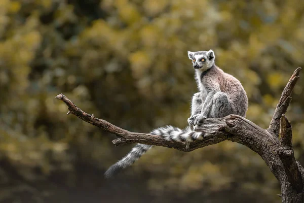 Lemure Coda Anello Nello Zoo — Foto Stock