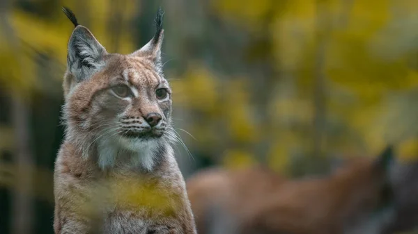 Eurasian Lynx Zoo —  Fotos de Stock