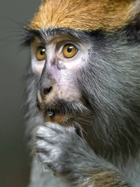 Patas Monkey Zoo — Stock Fotó