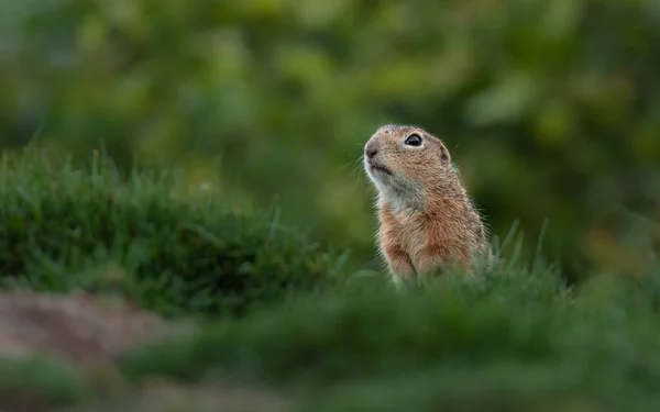 European Ground Squirrel Zoo — Stock Photo, Image