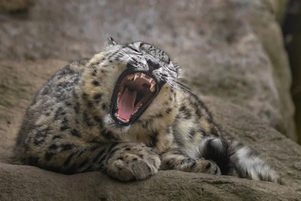 Leopardo Nieve Irbis Zoológico —  Fotos de Stock