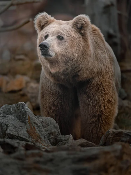Himálajský Medvěd Hnědý Zoo — Stock fotografie