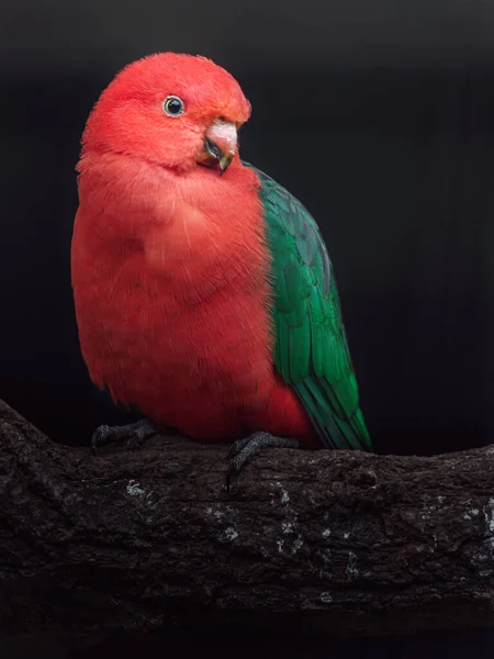 Papagaio Rei Australiano Zoológico — Fotografia de Stock
