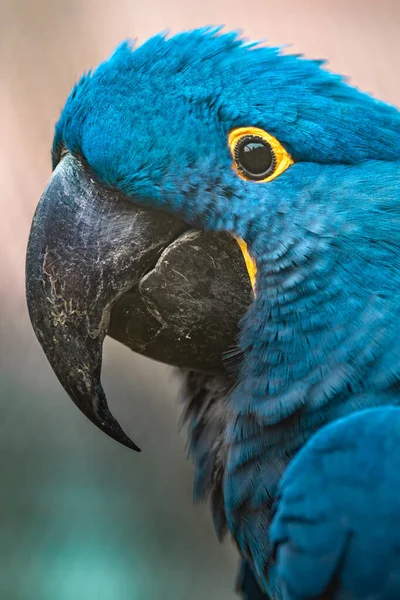 Portrait of Hyacinth macaw