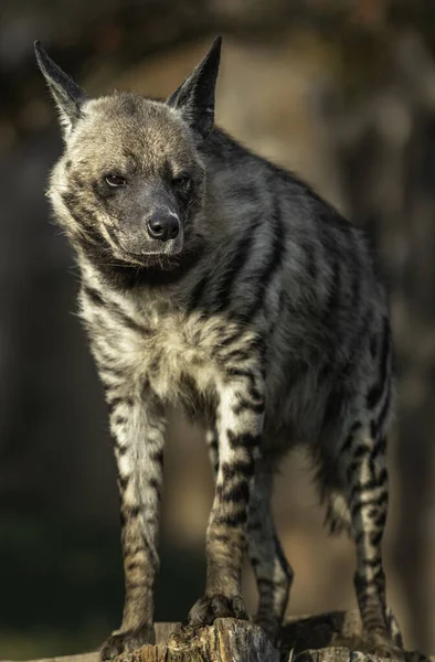 Hiena Rayada Zoológico —  Fotos de Stock