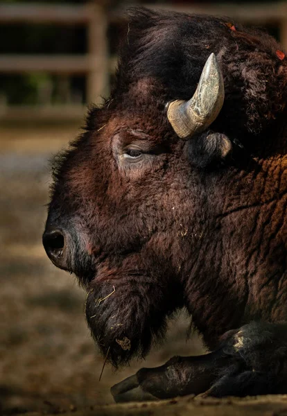动物园里的美洲野牛 — 图库照片