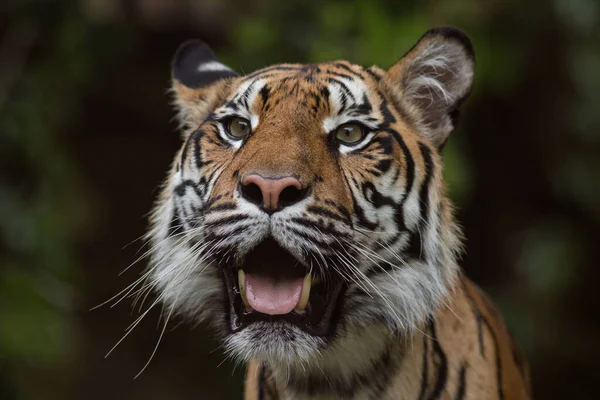 Porträtt Sumatra Tiger — Stockfoto