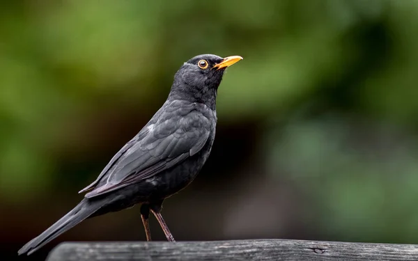 Portrait of a Common blackbird