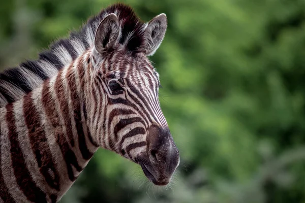 Retrato Uma Zebra — Fotografia de Stock
