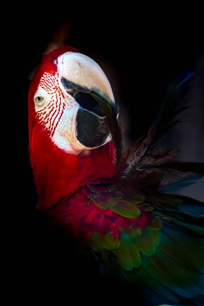 Portrait Red Green Macaw — Photo