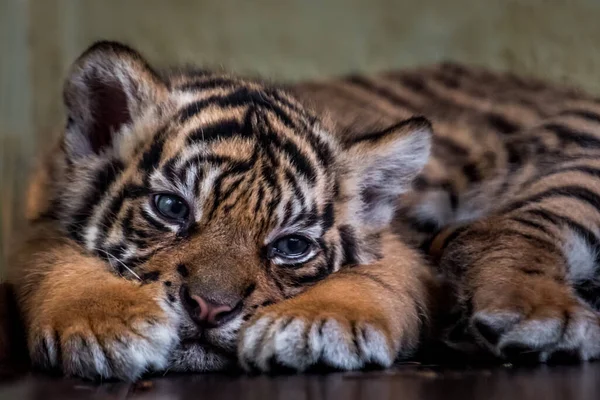 Retrato Pequeno Tigre Sumatra — Fotografia de Stock