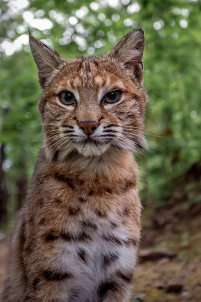 bobcat portresi