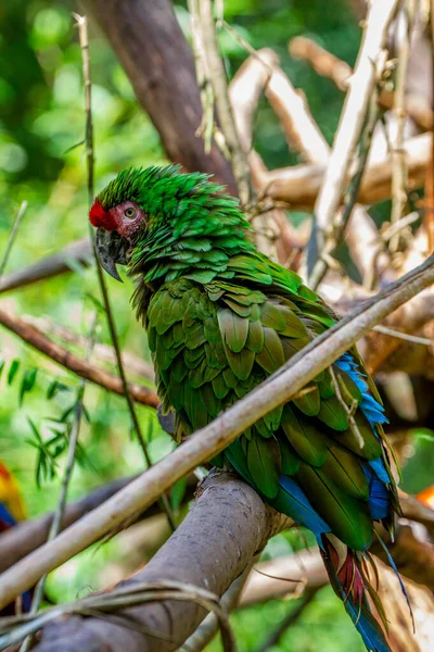 Portrait Mexican Military Macaw — Stockfoto