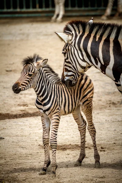 Retrato Uma Zebras — Fotografia de Stock