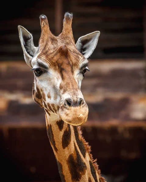 Retrato Uma Girafa — Fotografia de Stock