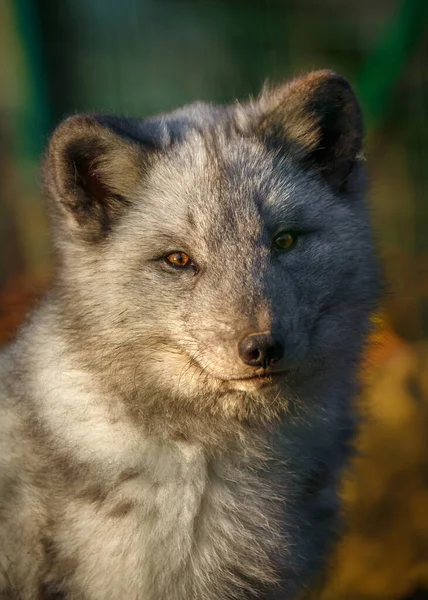 Portrait Arctic Fox —  Fotos de Stock