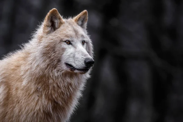 Portrait Arctic Wolf —  Fotos de Stock