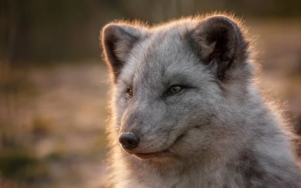 Portrait Arctic Fox —  Fotos de Stock