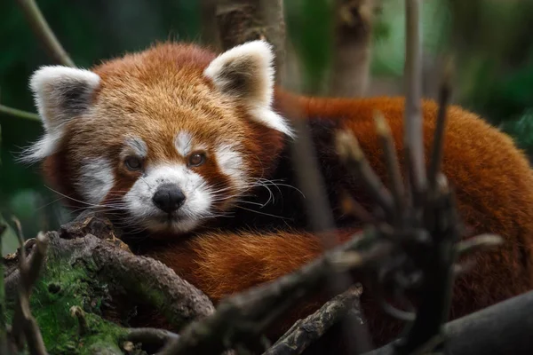 Kızıl Bir Panda Portresi — Stok fotoğraf