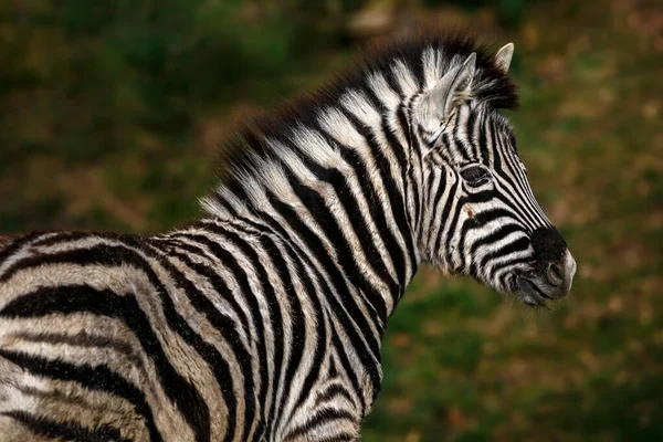Retrato Retrato Zebra — Fotografia de Stock