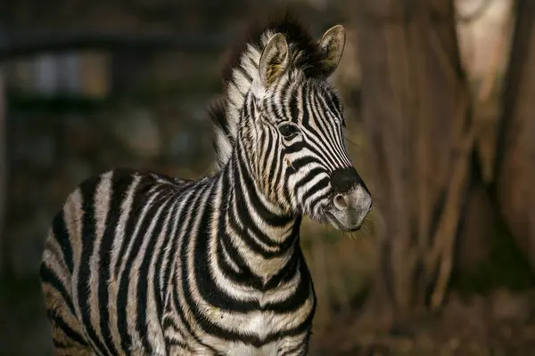 Retrato Retrato Zebra — Fotografia de Stock