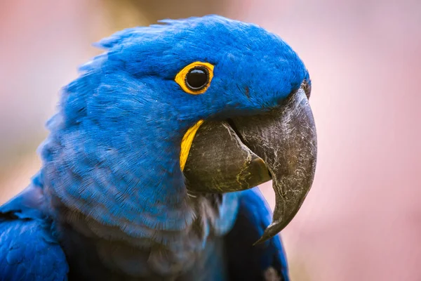 Portrait of a Hyacinth macaw