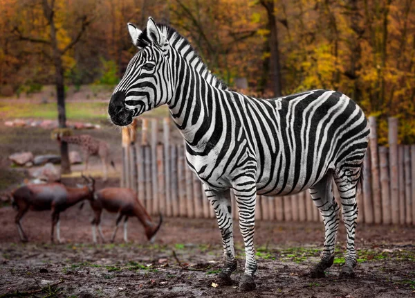 Retrato Uma Zebra Zoológico — Fotografia de Stock