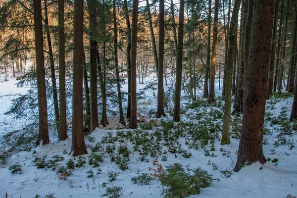 Woods Winter — Foto Stock