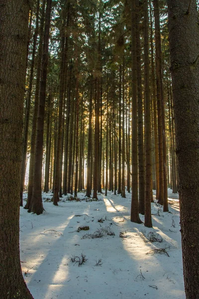 Sunlight Trees — Foto Stock