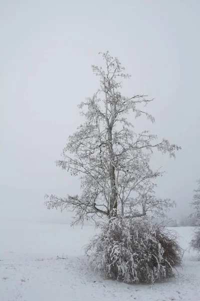 Tree with dog rose in winter.