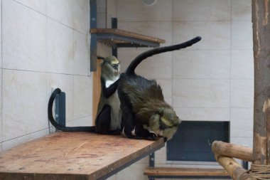 Hayvanat bahçesindeki maymunlar.