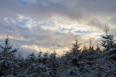 Sunset with a spruces.