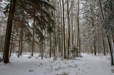 ormanda bir kış.
