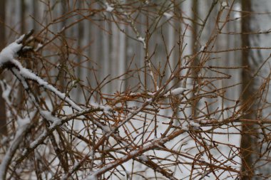 Detail of a branches.